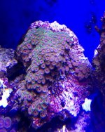 red eagle eye zoa coral 1 $40 .jpg