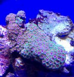 red eagle eye zoa coral 2 $40 .jpg