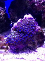 tubs blue zoanthids cora $60 .jpg