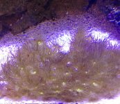 yellow polyps coral 1 $25 .jpg