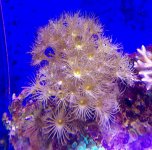 yellow polyps coral 2 $25.jpg