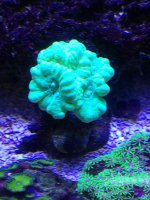 candy cane coral $25 .jpg