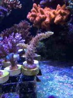 ImageUploadedByReefs2014-04-29 14:36:31 EDT.jpg
