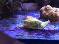 ImageUploadedByReefs2014-04-29 14:36:42 EDT.jpg