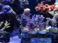 ImageUploadedByReefs2014-04-29 14:36:52 EDT.jpg