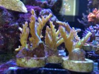 ImageUploadedByReefs2014-04-29 14:37:01 EDT.jpg
