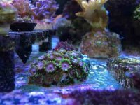 ImageUploadedByReefs2014-04-29 14:37:11 EDT.jpg