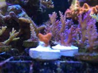 ImageUploadedByReefs2014-04-29 14:37:20 EDT.jpg