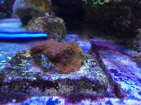 ImageUploadedByReefs2014-04-29 14:37:47 EDT.jpg