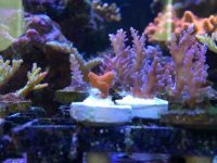 ImageUploadedByReefs2014-04-29 14:37:56 EDT.jpg