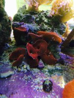 ImageUploadedByReefs2014-12-17 18:55:42 EST.jpg