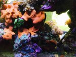 ImageUploadedByReefs2014-12-17 19:00:52 EST.jpg