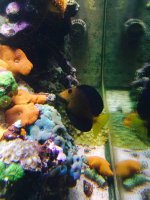 ImageUploadedByReefs2014-12-17 19:29:49 EST.jpg