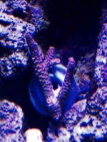 ImageUploadedByReefs2014-04-29 20:11:26 EDT.jpg