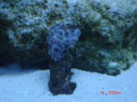 1stcoral.jpg