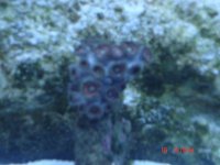 1stcoral2.jpg