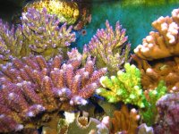 IMG_1626.JPG