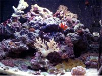 macro shots 028 604x454.jpg