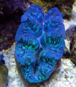 clam6.jpg