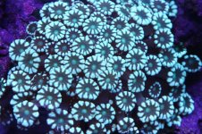 TOP DOWN OF MY TNAK 014.jpg