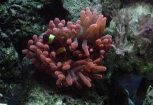 rbta(small).jpg