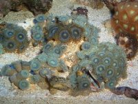 blue zoos 5.JPG