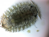 oval bug mag 40x.jpg