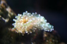 2head_frogspawn.jpg