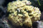 yellow_zoas1.jpg