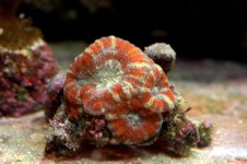 acan.jpg