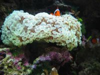 Peek a boo clown.JPG