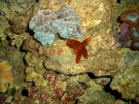 OrangeRed Knobby Star Fish 001.jpg