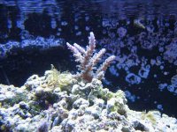 mother colony 8-04.jpg