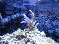 mother colony 12-04.jpg