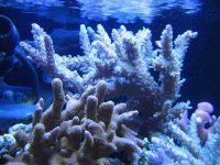 ORA A. Tort Blue.jpg