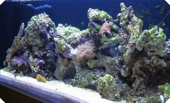 tank angeled shot.JPG