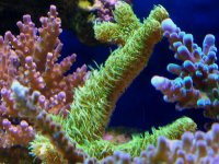 zzreefno1106 020.jpg