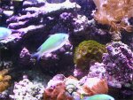 Chromis1.jpg