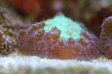 Blastos and acans 001.jpg