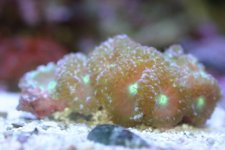 Blastos and acans 005.jpg