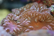 Blastos and acans 006.jpg