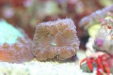 Blastos and acans 002.jpg