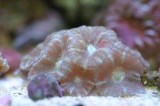 Blastos and acans 007.jpg