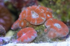 Blastos and acans 008.jpg