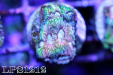 IMG_8292.JPG