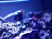 coral beauty.jpg