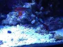 shrimp.jpg