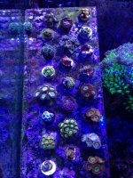 photo (11).JPG