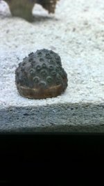 coral.jpg