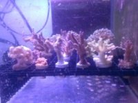 frag.pack0202151216.000.jpg